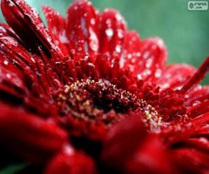 Puzzle Κόκκινο λουλούδι